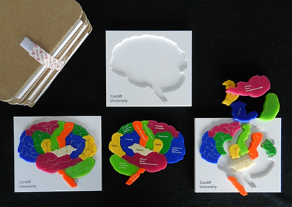 Laser-cut Brain Puzzle – 1:1 scale