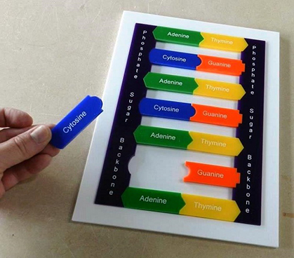 Educational DNA puzzle